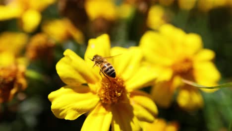 bee interacting with yellow marigold flower