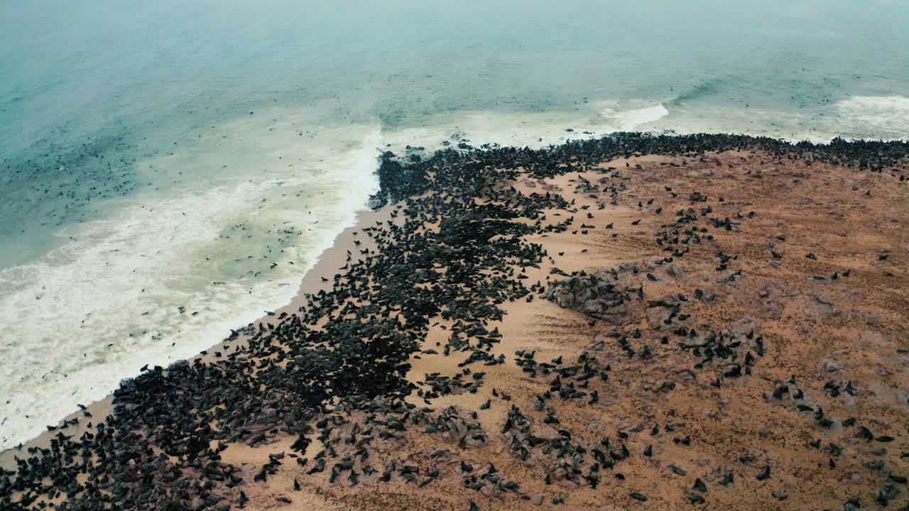 Large Colony of Seals on a Coastal Cliff