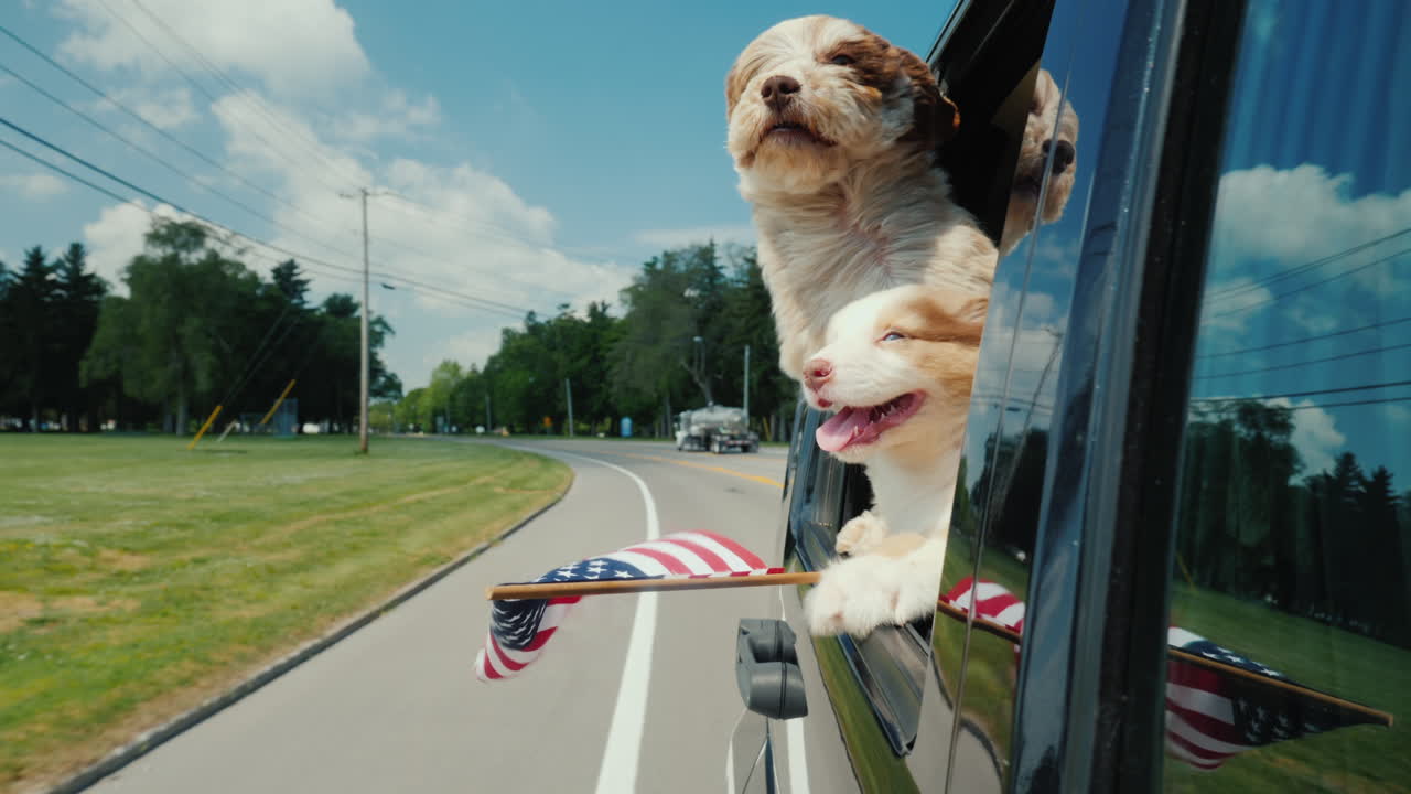 пара забавных собак с флагом соединенных штатов смотрят в окно движущегося автомобиля