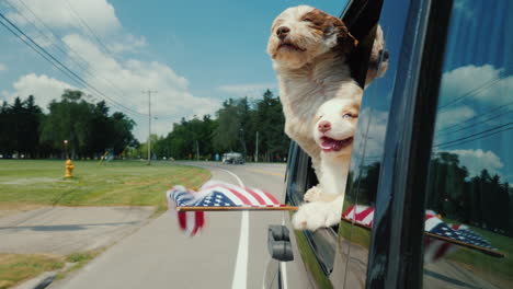 a pair of funny dogs with the flag of the united states look out the window of a moving car