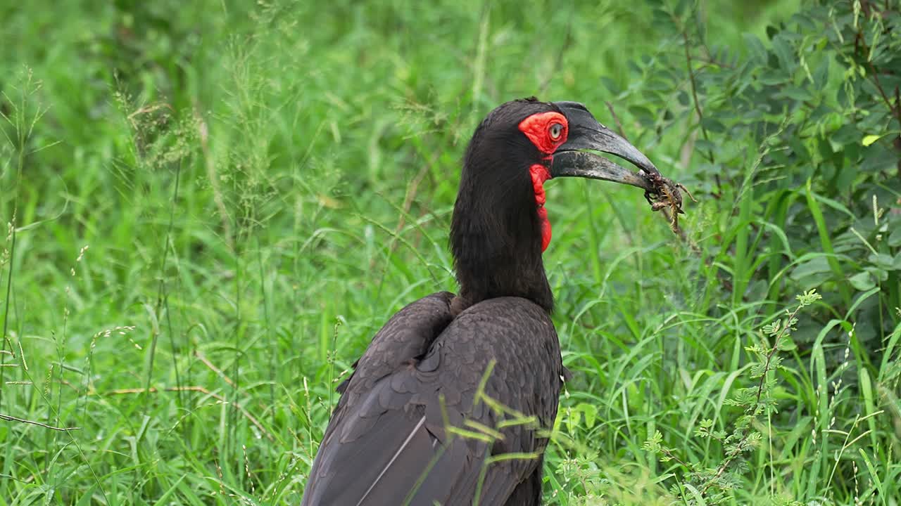 bicho de cuerno del sur con captura de insectos en el pico, de cerca, en cámara lenta