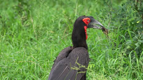 Südlicher-Hornvogel-Mit-Insektenfang-Im-Schnabel,-Nahaufnahme,-Zeitlupe