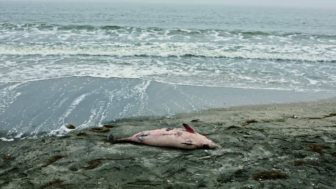 Dead dolphin found on the seashore near the waterline during low tide with waves in the background under a cloudy sky