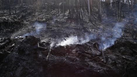 Humo-En-Cámara-Lenta-En-Un-Bosque-Después-De-Un-Incendio-En-Galicia