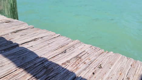 pargo de manglar flotando en el embarcadero y luego vuelve a caer en el agua - primer plano