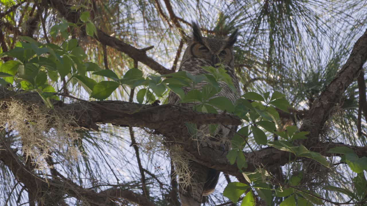 gran búho de cuernos disparado medio encaramado en el árbol del bosque en la rama camuflaje