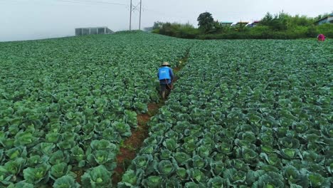 aerial footage of farmers working in cabbages plantation