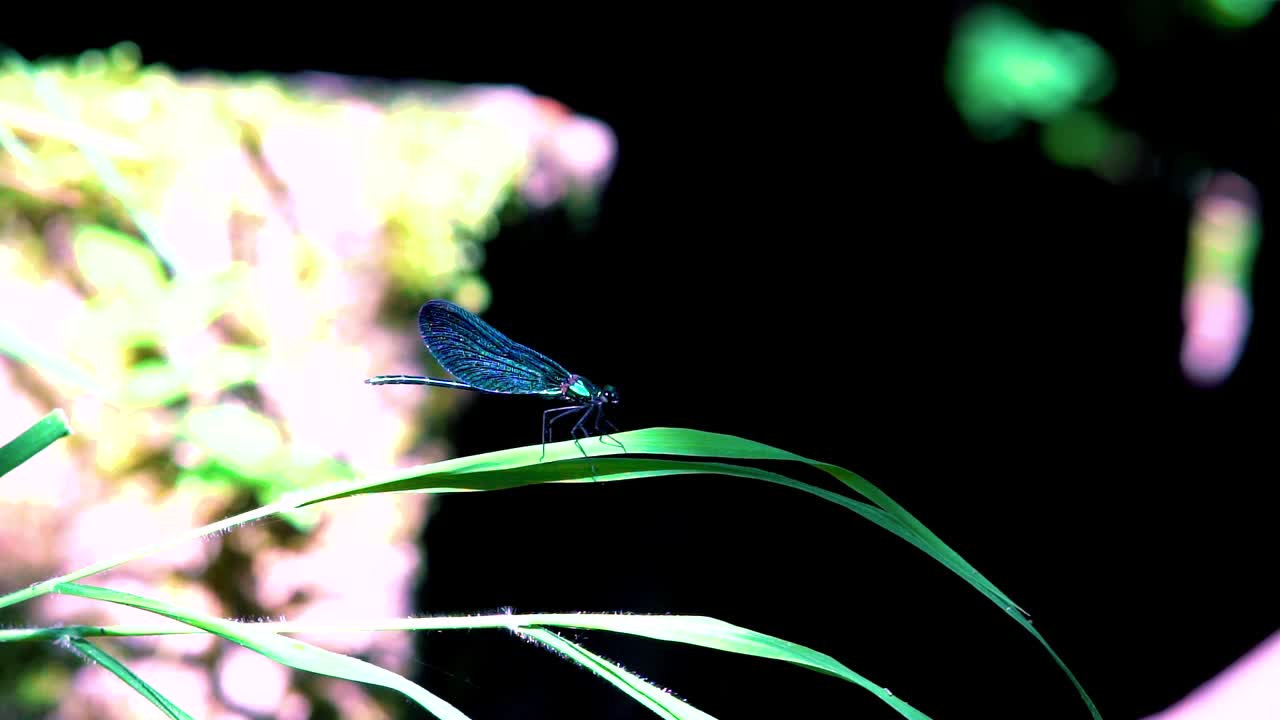 Primo piano di una libellula blu posata su una foglia, Ebony Jewelwing che vola via al rallentatore.