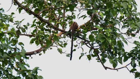 Seen-pulling-a-fruit-to-eat-then-turns-around-to-show-its-back-dropping-its-tail-as-the-camera-tilts,-Three-striped-Palm-Civet-Arctogalidia-trivirgata,-Thailand