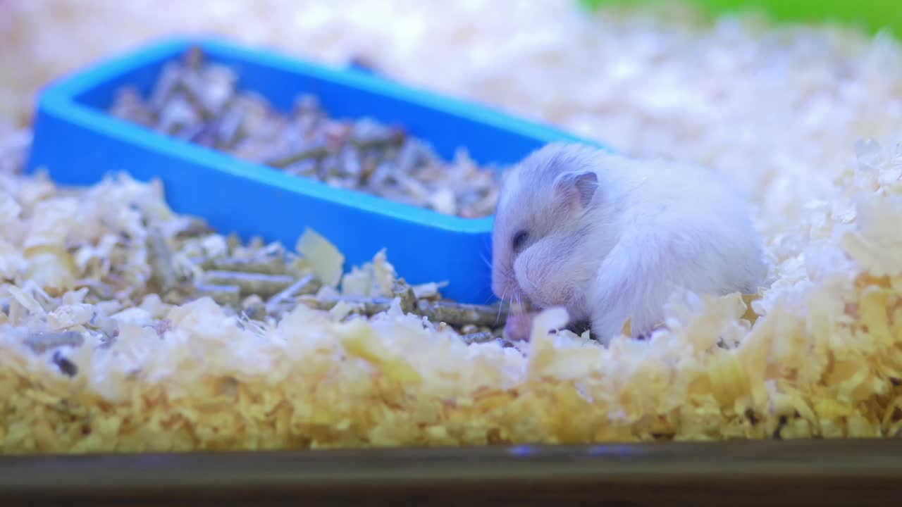 귀여운 햄스터 아기가 먹고 있습니다.