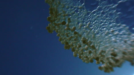 timelapse of physarum slime mould multiplying through screen