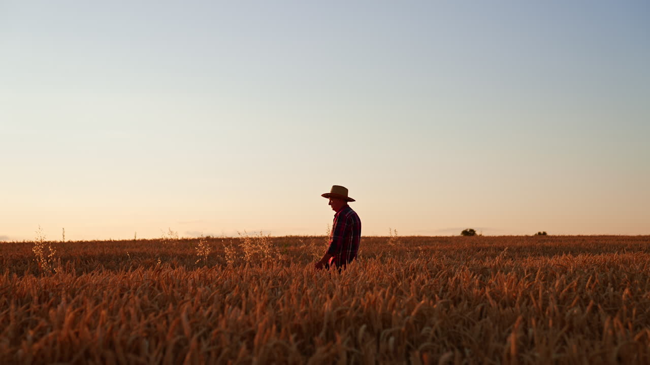 Male adult farmer in a straw hat walks by the field of ripe wheat. Preparation for harvesting season in farmlands.