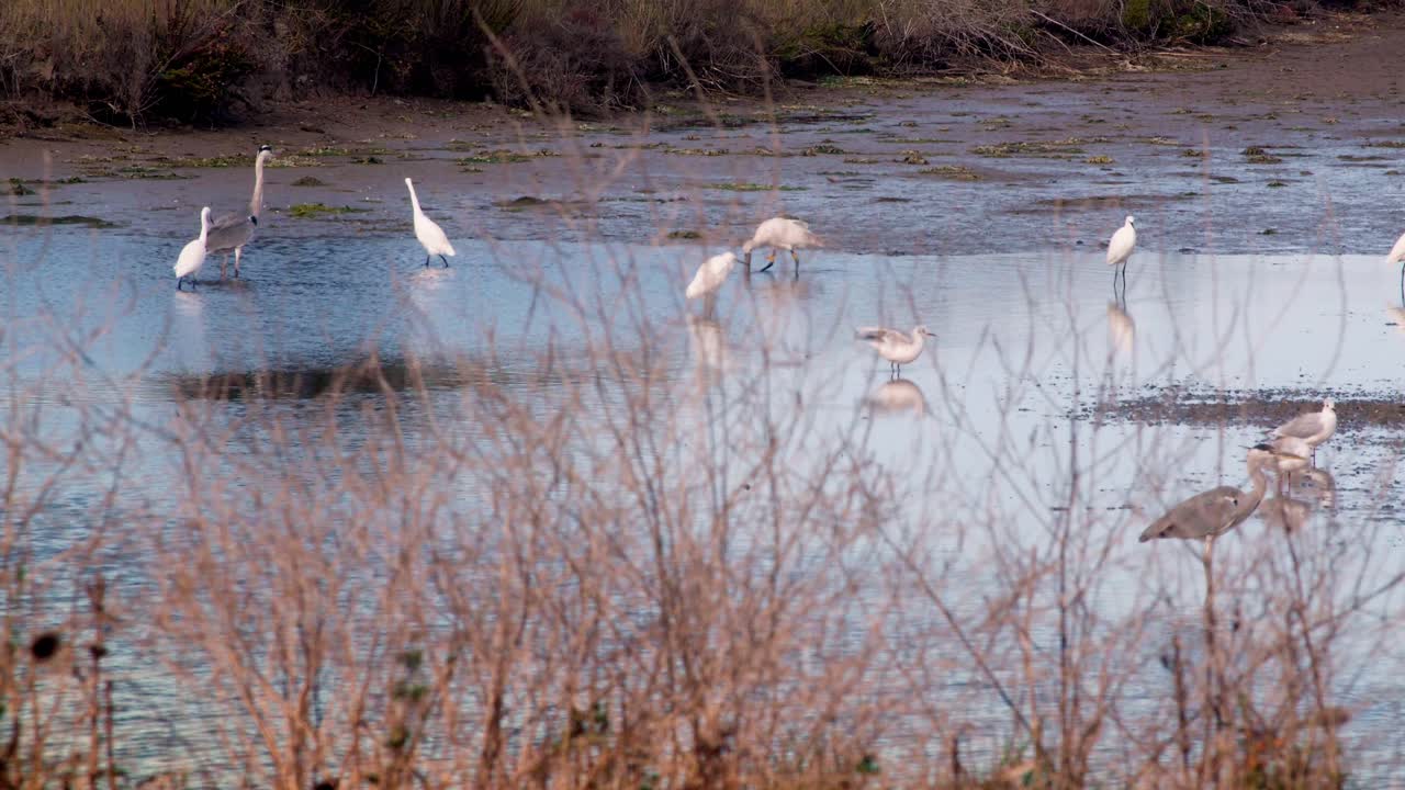 Seagull, Egret, Spoonbill , Heron, Fishing In Shallow Water Of Pond, Lake
