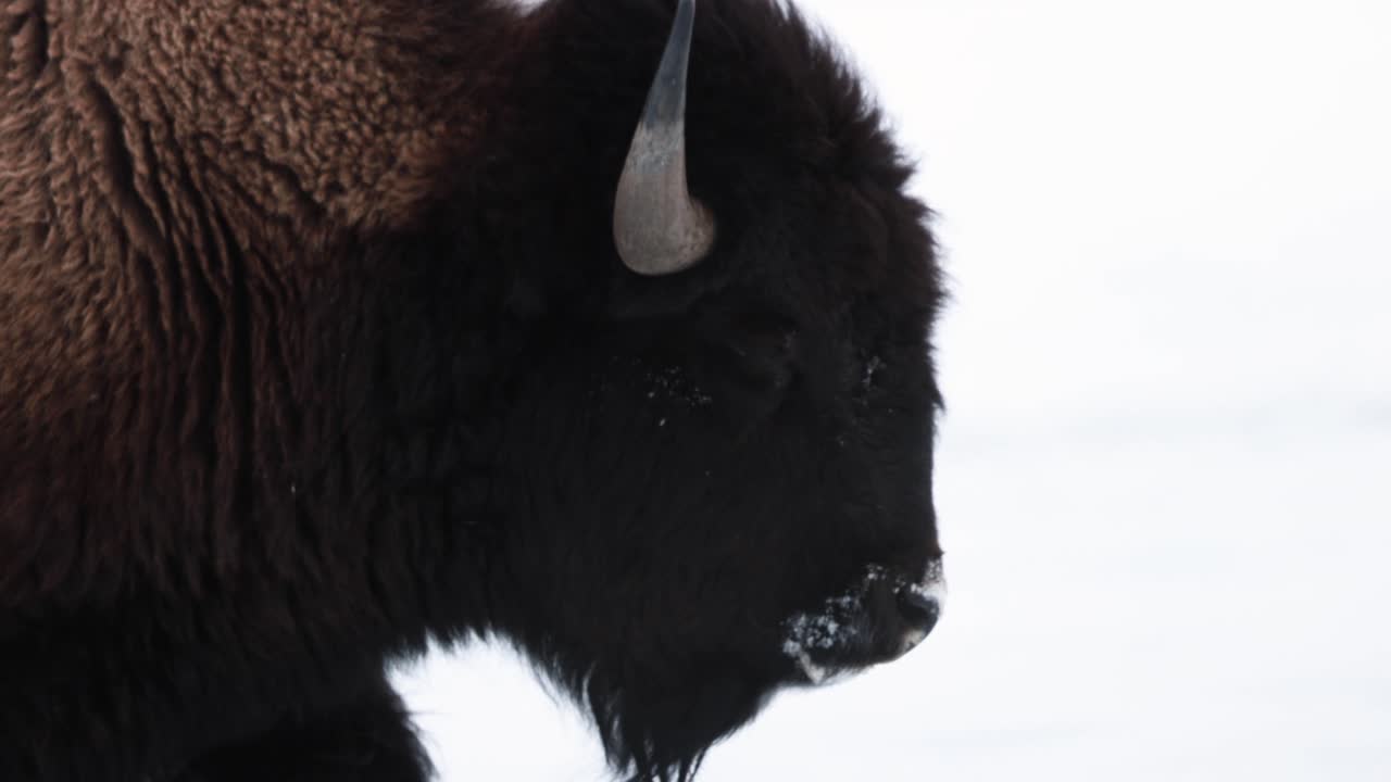 bisonte de búfalo en el invierno en montana