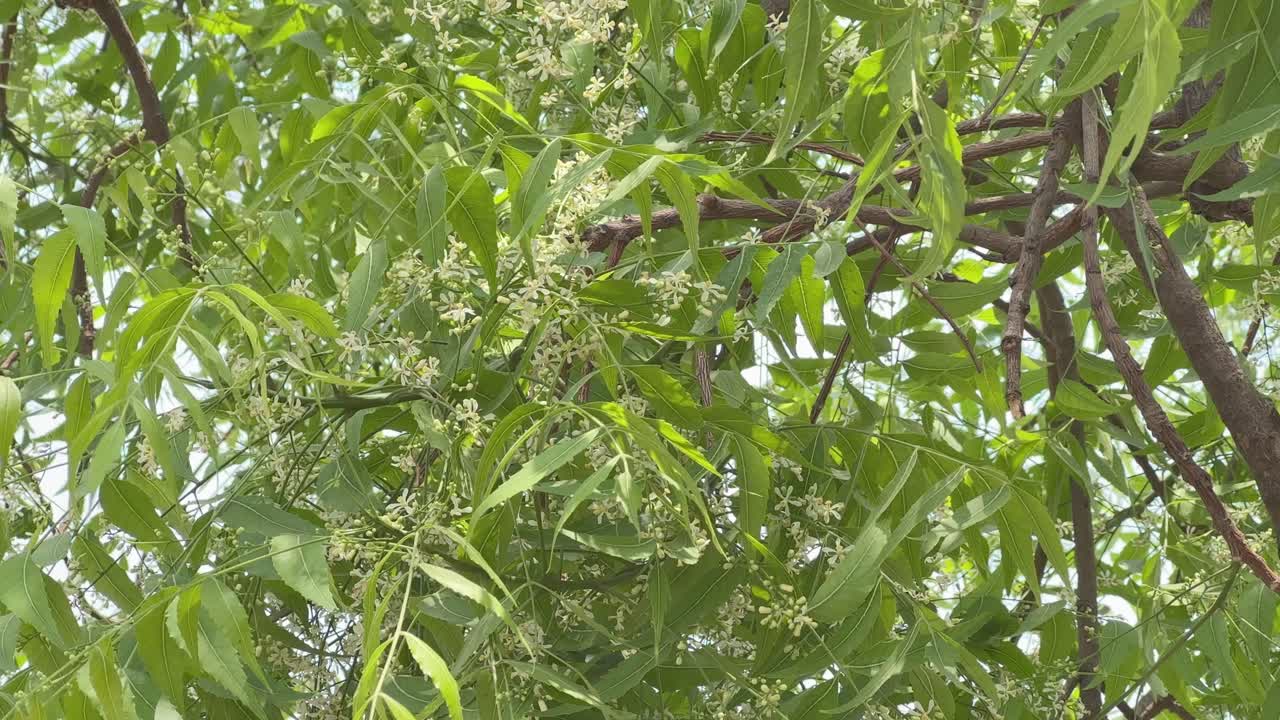 branch of neem with tiny white flower, Closeup of neem flower