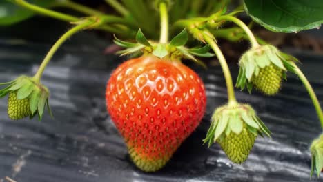 ripening strawberry plant: a close-up of a juicy red strawberry surrounded by unripe green berries highlighting the transition of growth stages