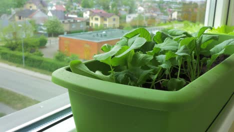 Fresh-homegrown-radish-in-window-sill-box-garden,-close-up-dolly-shot