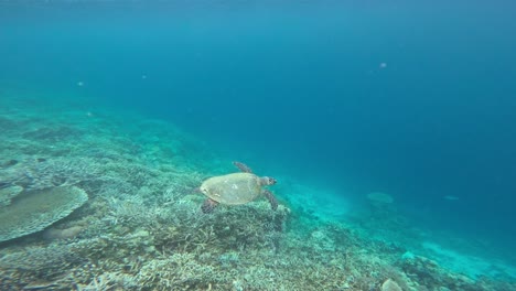 Una-Tortuga-Carey-Se-Desliza-Sobre-Un-Vibrante-Arrecife-De-Coral,-Navegando-Por-Las-Cristalinas-Aguas-Azules