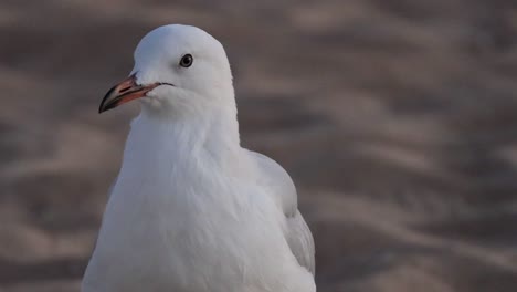 seagull standing on sandy beach, looking around