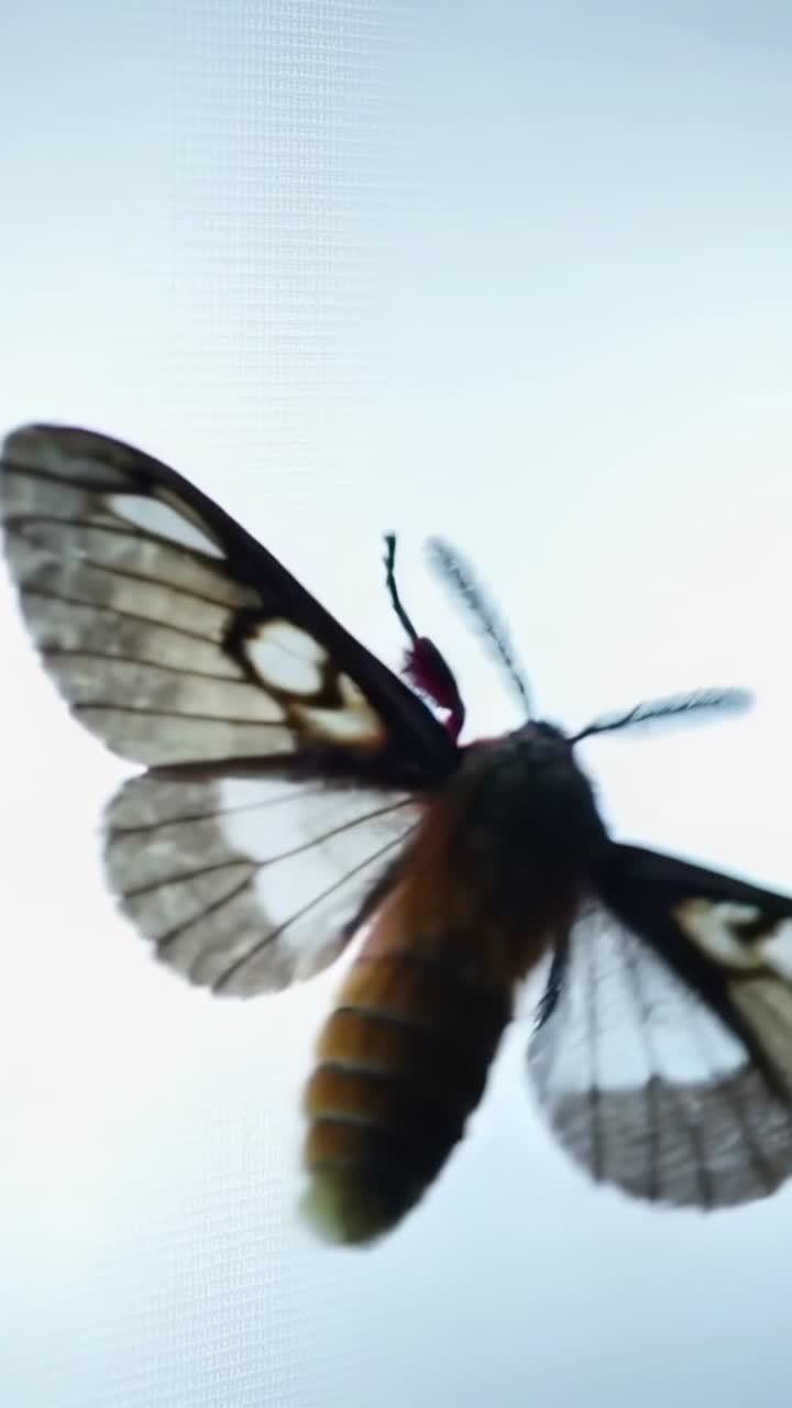 Vertical video: Attracting backlit mesh, single moth flapping and turning on screen, copy space