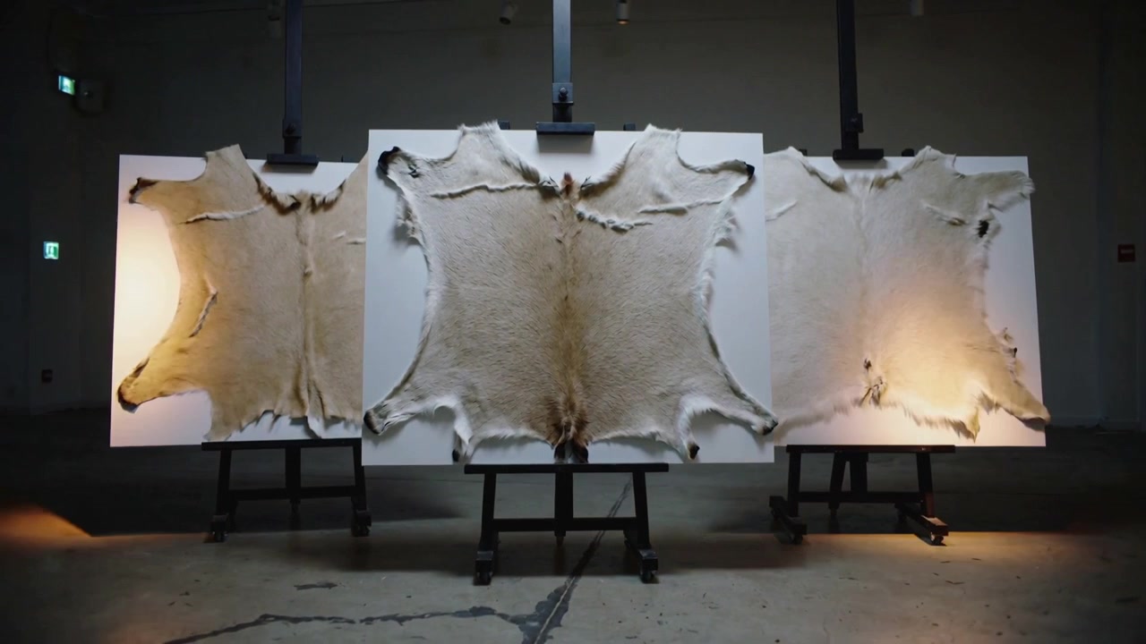 Shifting warm spotlight sweeping over three animal hides on easels in studio, revealing texture
