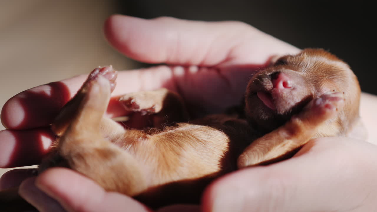 un hombre sostiene un cachorro recién nacido en la palma de su mano 04