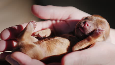 a man holds a newborn puppy in the palm of his hand 04