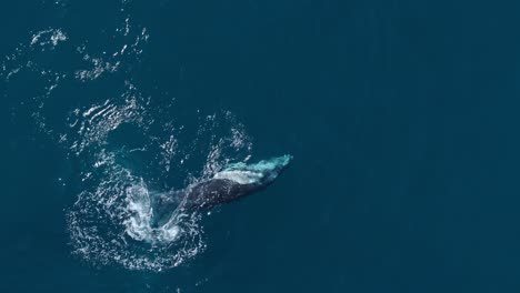 Juguetona-Cría-De-Ballena-Jorobada-En-La-Superficie-Del-Océano-Se-Gira-Para-Nadar-En-La-Espalda