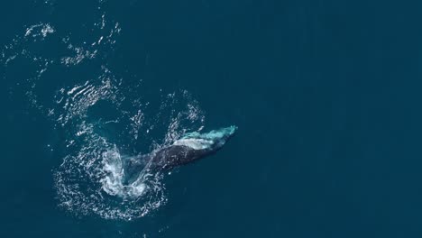 juguetón ballena jorobada cría en la superficie del océano se vuelve para nadar en la espalda