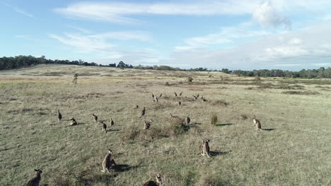 Mob-of-kangaroos-watching-drone-fly-over-open-grass-fields-with-curiosity