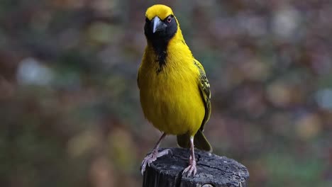 macho tejedor enmascarado menor un pequeño pájaro amarillo con una máscara negra sentado en un poste, de cerca