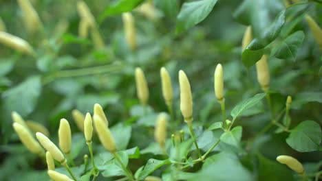 Different-colour-Chili-fruit-on-the-tree