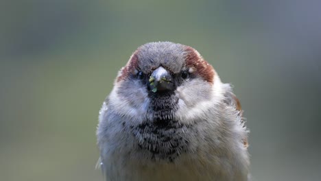 extreme closeup of a male house sparrow