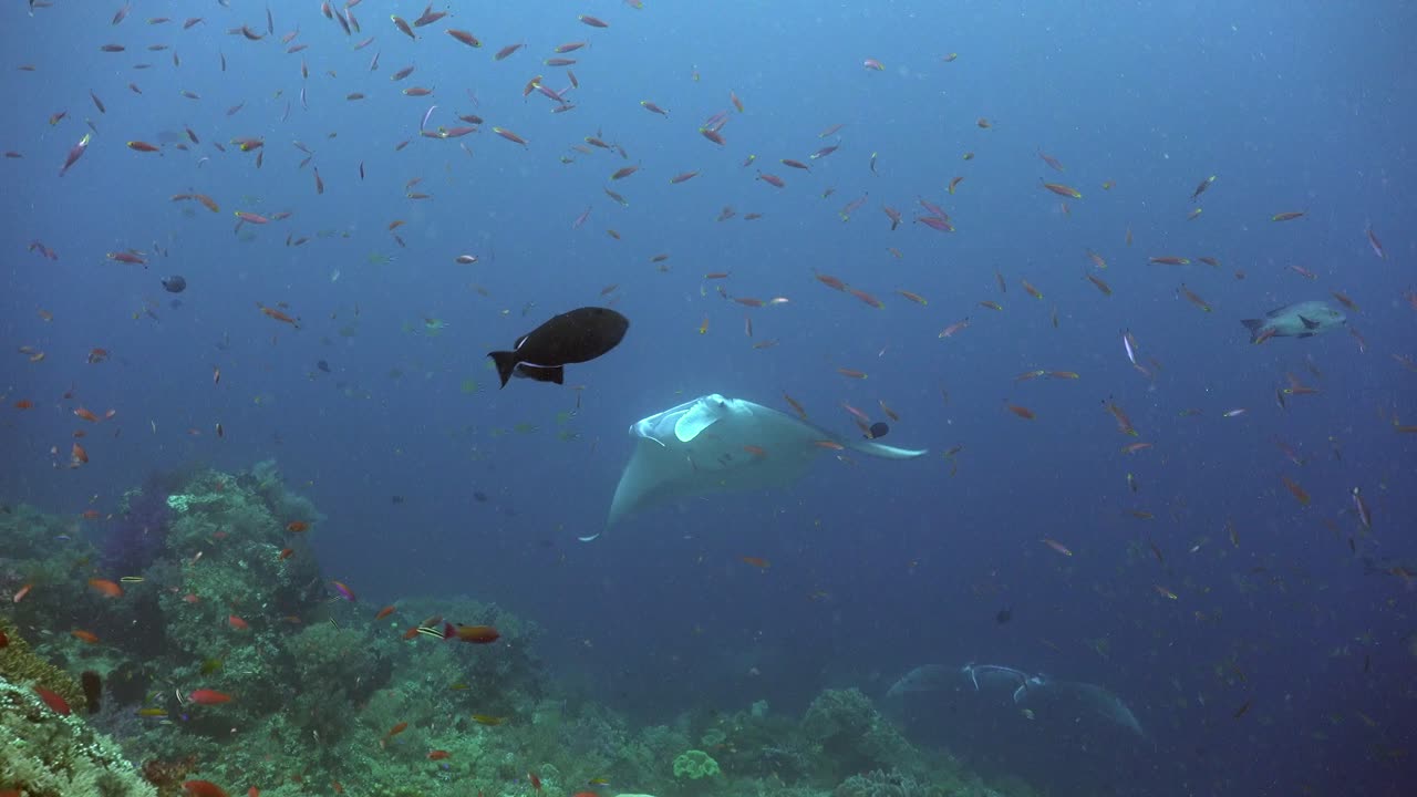 dos mantarrayas nadando a lo largo de un arrecife de coral en raja ampat con el océano azul en el fondo