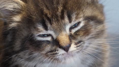 pequeño y lindo mainecoon atigrado gatito gato