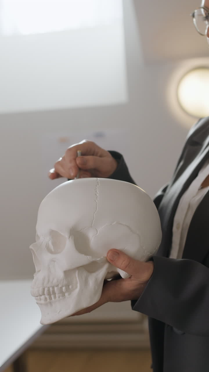 Human skull anatomical model being taught