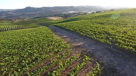 Schöne-Antenne-Von-Hügeligen-Weinbergen-In-Der-Weinbauregion-Kaliforniens-Santa-Rita-Appellation-22