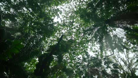 video of incredible plants from a botanical garden in victoria on mahe island in seychelles