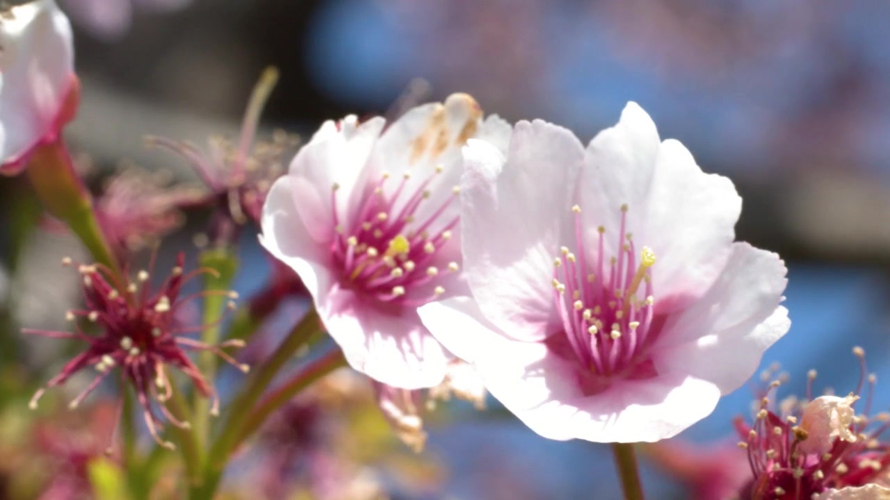 Detaljerad närbild på rosa körsbärsblommor som försiktigt svajar på en trädgren i Tokyo, Japan
