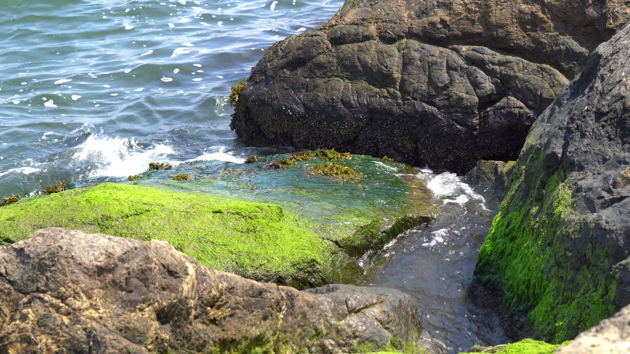 las oscilantes olas del océano rodando sobre las rocas cubiertas de algas en la orilla