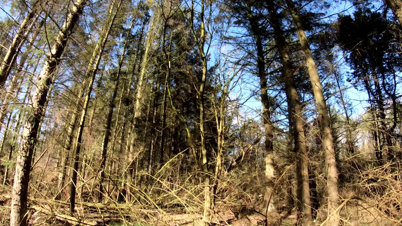 Skovvandring. Smukt filmisk landskab.
