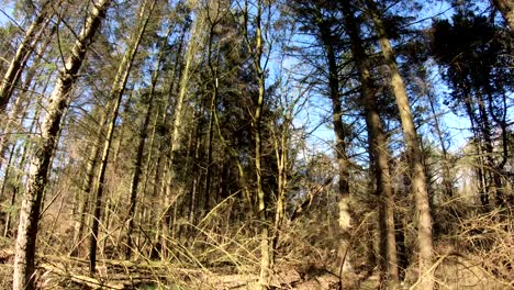 Wald-Komplettlösung.-Wunderschöne-Filmische-Kulisse