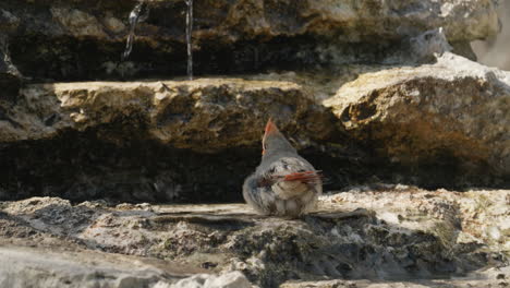 female northern cardinal bathing in a pool of water - cardinalis cardinalis