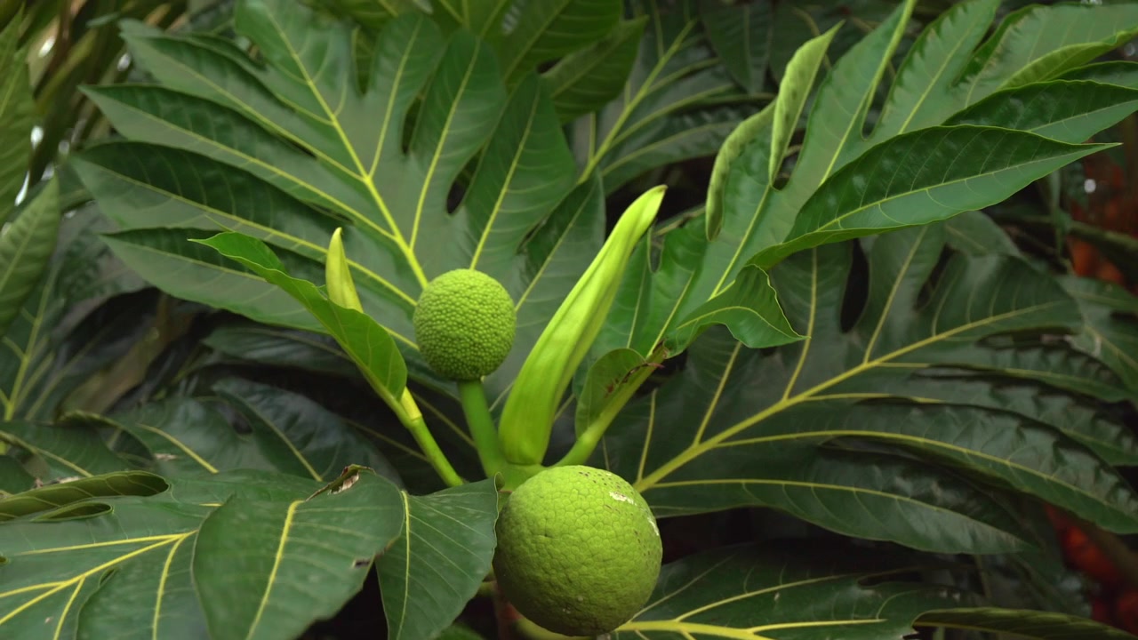 빵나무(Artocarpus altilis)는 뉴기니가 원산지인 아르토카르푸스 카만시(Artocarpus camansi)의 길들여진 후손으로 여겨지는 뽕나무과(Moraceae)에 속하는 꽃 피는 나무의 한 종입니다.