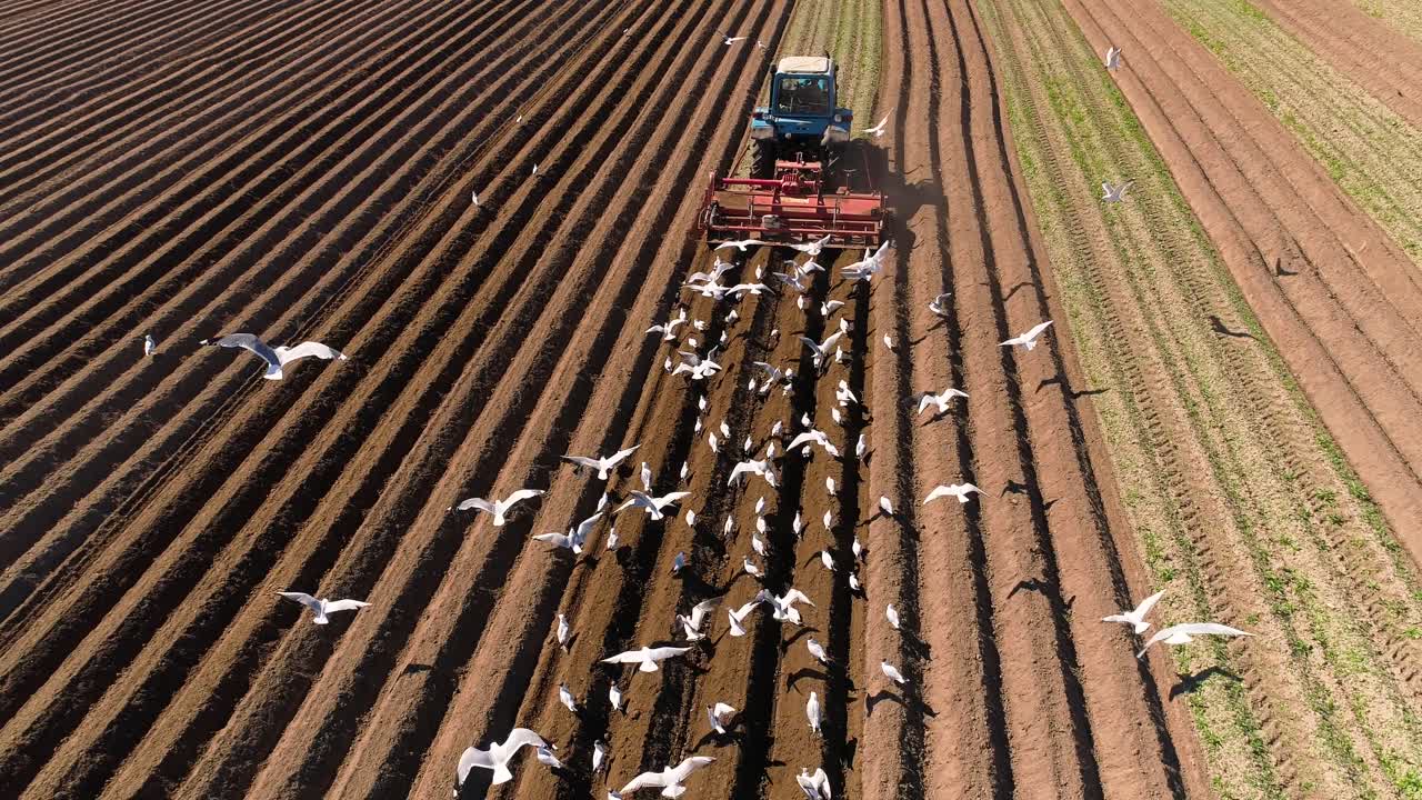 los pájaros hambrientos están volando detrás del tractor, y comen grano de la tierra cultivable.
