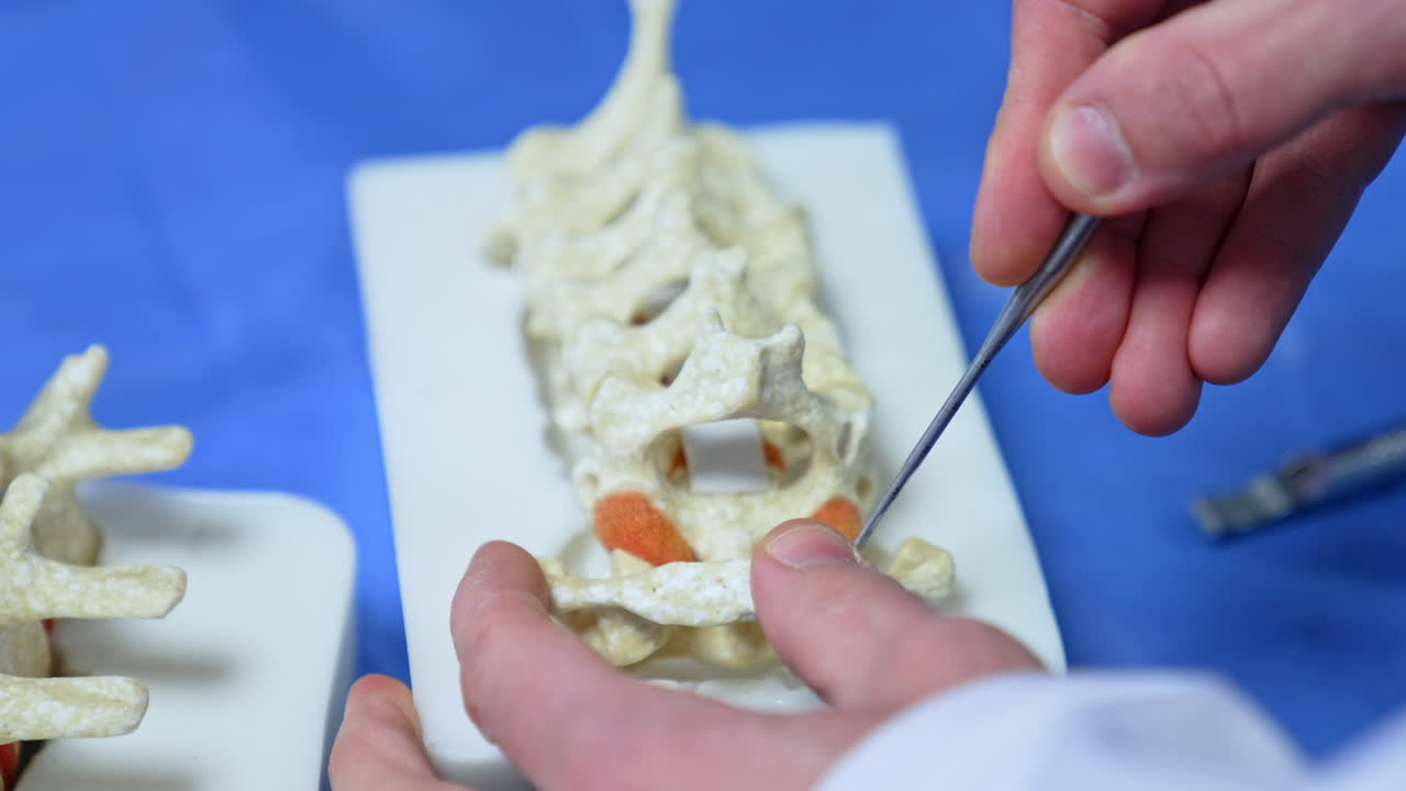 Male hands hold the dummy of the spine and long metal tool. Educator displays the neurosurgery operation on mock-up. Close up.