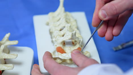 male hands hold the dummy of the spine and long metal tool. educator displays the neurosurgery operation on mock-up. close up.