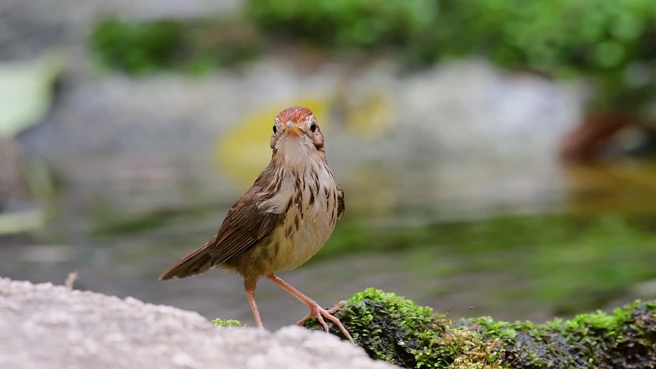 balbuceo de garganta hinchada acicalándose después de un baño en el bosque durante un día caluroso, pellorneum ruficeps, en cámara lenta
