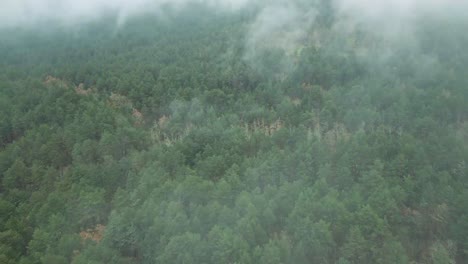 fog over forest