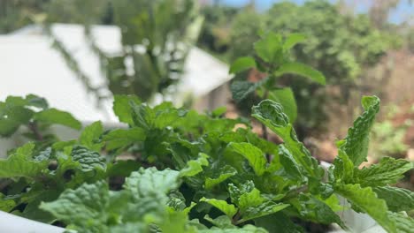 background of mint leaves moving with wind